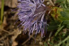 Carthamus mitissimus