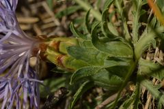 Carthamus mitissimus