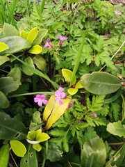 Geranium robertianum
