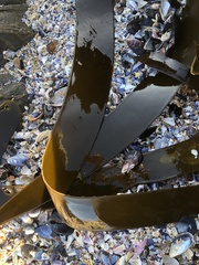 Laminaria pallida