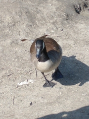 Branta canadensis