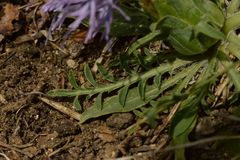 Carthamus mitissimus