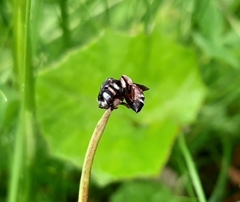 Epeoloides coecutiens