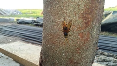 Urocerus gigas