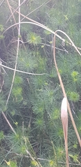 Cyperus prolifer
