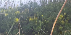Cyperus prolifer
