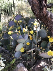 Opuntia santa-rita