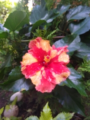 Hibiscus