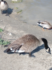 Branta canadensis