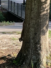 Sciurus carolinensis