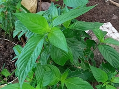 Pentas lanceolata