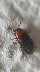 Dacne bipustulata