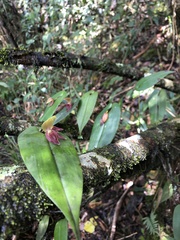 Pleurothallis linguifera