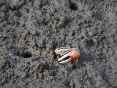 Tubuca arcuata image