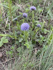 Globularia bisnagarica