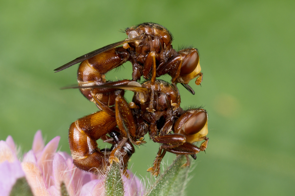 Sicus