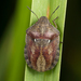 Eurygaster maura - Photo (c) Nikolai Vladimirov, algunos derechos reservados (CC BY-NC), uploaded by Nikolai Vladimirov