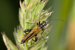 Oedemera femorata