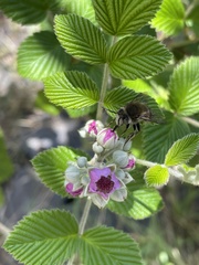 Anthophora pilifrons
