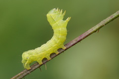 Amphipyrinae