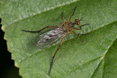 Empis livida