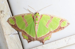 Agathia carissima