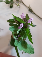 Lamium purpureum