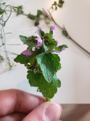 Lamium purpureum
