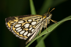 Heteropterus morpheus