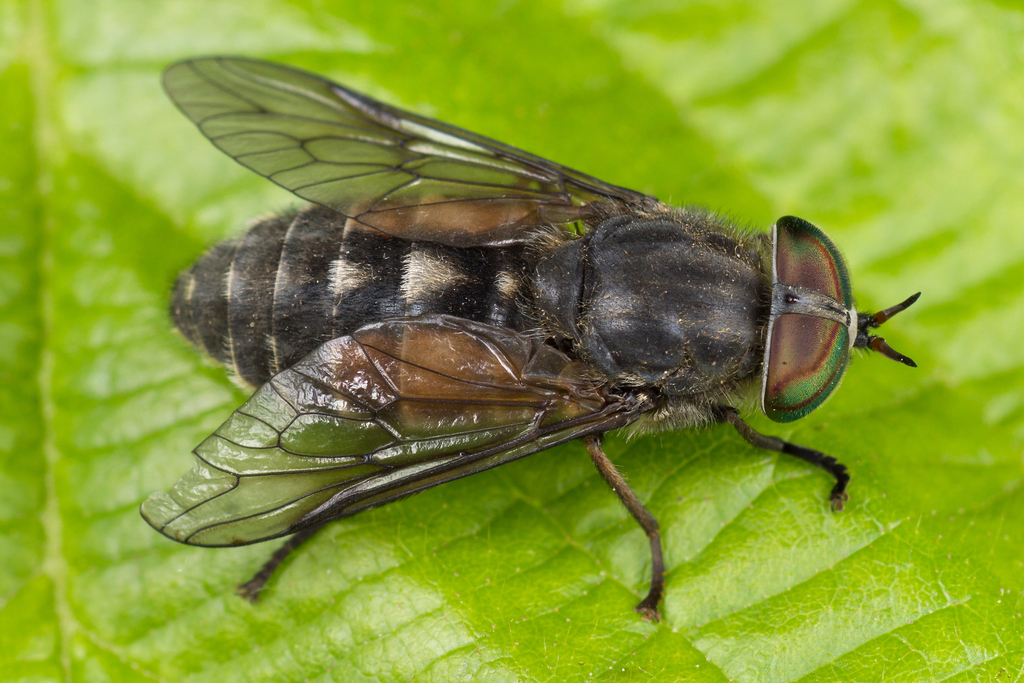 Hybomitra