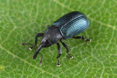 Magdalis violacea