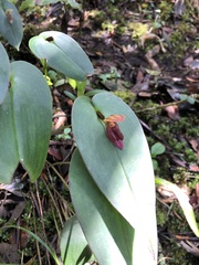 Pleurothallis linguifera
