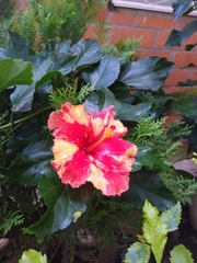 Hibiscus