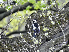 Dendrocopos syriacus