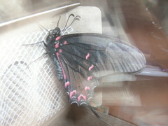 Mimoides thymbraeus aconophos