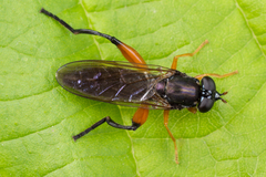 Chalcosyrphus valgus