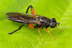 Chalcosyrphus valgus