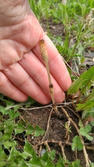 Equisetum arvense image