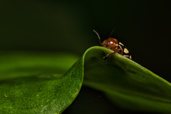 Cryptocephalus luteosignatus