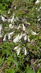 Penstemon tenuiflorus