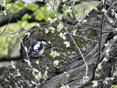Dendrocopos syriacus