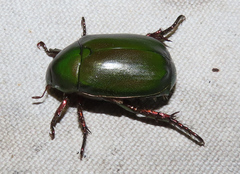 Anomala rubripes