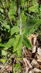 Penstemon tenuiflorus