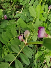 Vicia sativa
