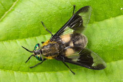 Chrysops caecutiens