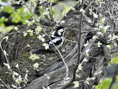 Dendrocopos syriacus