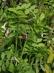 Vicia sativa