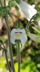 Penstemon tenuiflorus