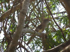 Ramphotrigon flammulatum