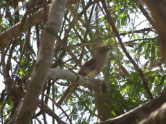 Ramphotrigon flammulatum